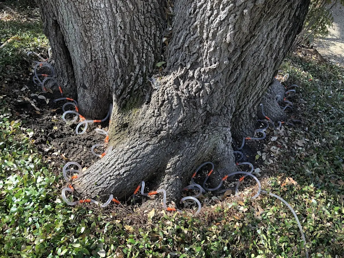 Detailed Tree Cabling and Bracing job site in Las Cruces