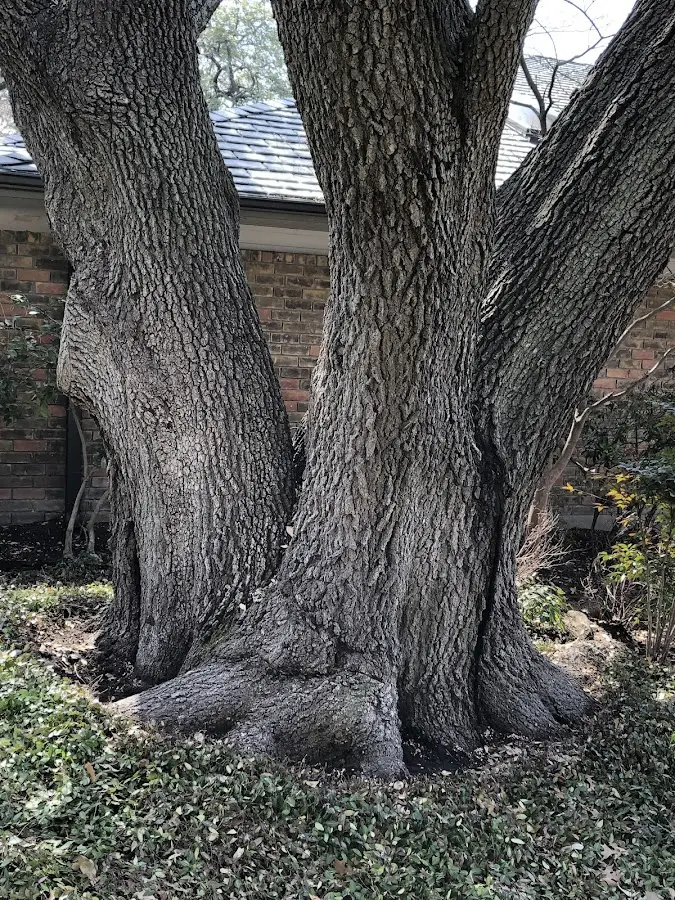 Mature heritage tree close to a Las Cruces property cared for by certified arborists
