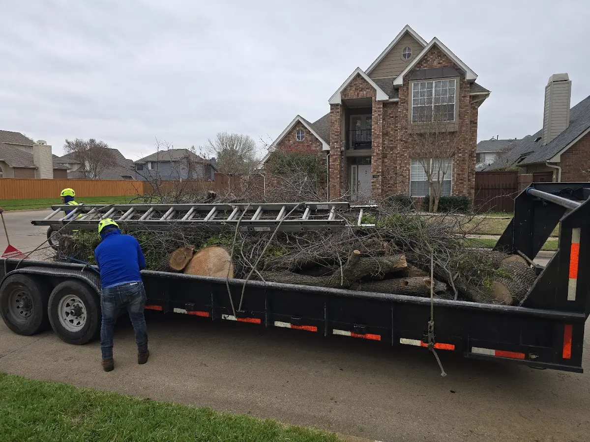 Expert Tree Removal with proper safety equipment in Las Cruces